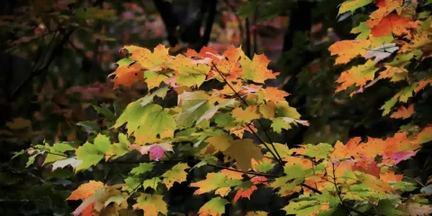 forestvalue2
